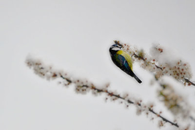 Blue tit cyanistes caeruleus plavček  DSC_0145x25032020pb