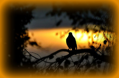 Rising sun and a Bird waiting for sunrise from my Terrace DSC_0826x30102020pb