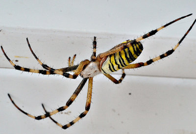  Wasp spider Argiope bruennichi osasti pajek   DSC_008811092020pb