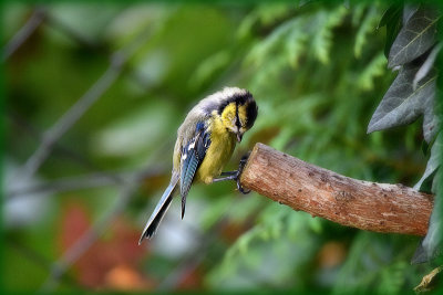 Blue tit cyanistes caeruleus plavček DSC_2547x20072020pb