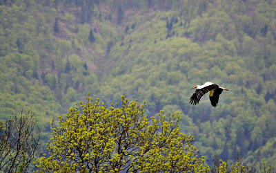 White Stork bela štorklja  DSC_0239xgg30042019pb