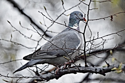  Columba palumbus  grivar    DSC_3861x28032021pb