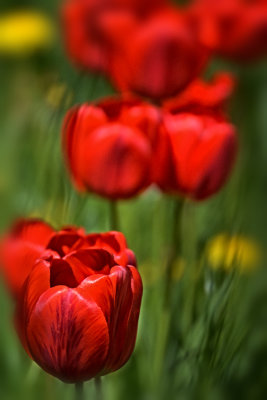 Red Tulips  DSC_0126x22042021pb