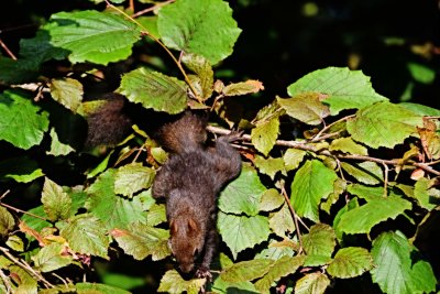 Sciurus vulgaris veverica DSC_7062x20072021pb