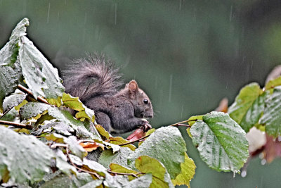 Sciurus vulgaris  veverička  DSC_6965x17072021pb