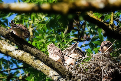 Young  Common kestrel Falco tinnunculus navadna postovka  DSC_6757x06072021pb