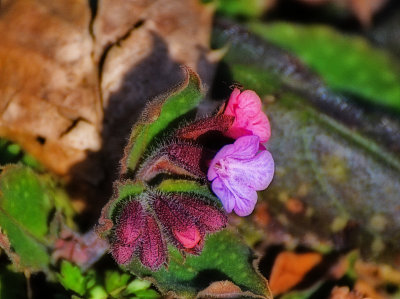 Pulmonaria fficinalis  pljučnik   DSC_0487x17022022pb