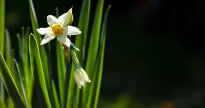 Mini daffodils.jpg