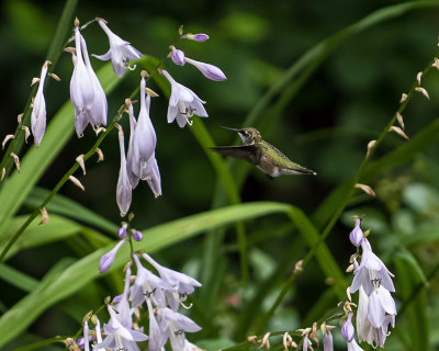 Female Ruby Throated Hummingbirds