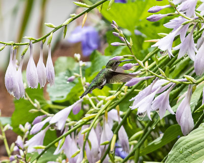 Female Ruby Throated Hummingbirds