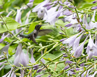 Female Ruby Throated Hummingbirds