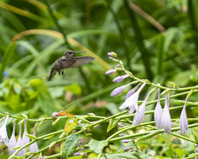 Female Ruby Throated Hummingbirds