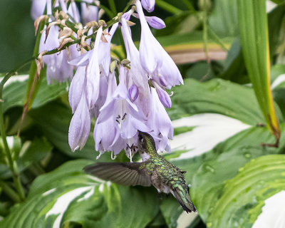 Female Ruby Throated Hummingbirds