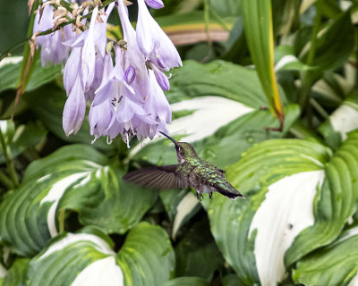 Female Ruby Throated Hummingbirds