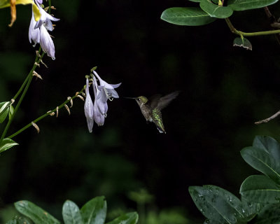 Female Ruby Throated Hummingbirds