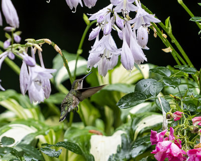 Female Ruby Throated Hummingbirds