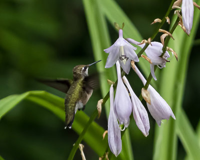Female Ruby Throated Hummingbirds