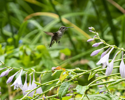 Female Ruby Throated Hummingbirds