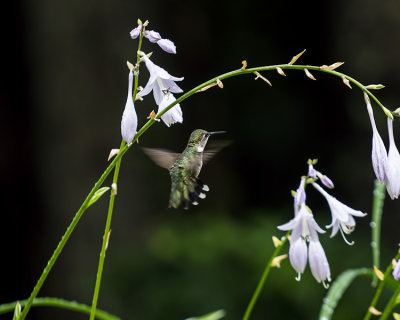 Female Ruby Throated Hummingbirds