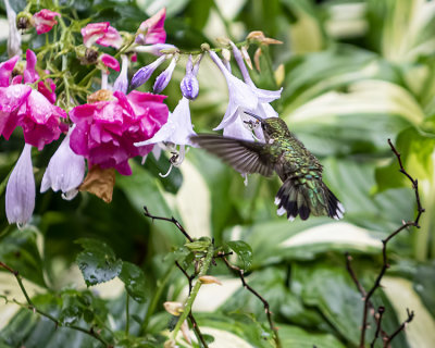Female Ruby Throated Hummingbirds