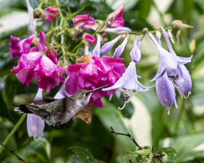 Female Ruby Throated Hummingbirds