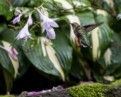 Hummingbirds in South Easton 072419
