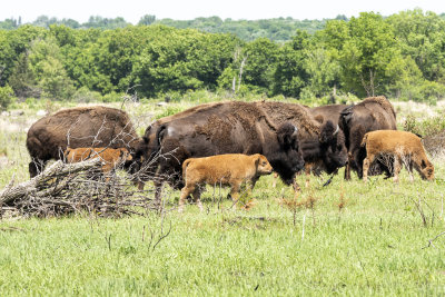 The Bisons of Minneopa State Park