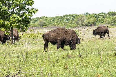The Bisons of Minneopa State Park