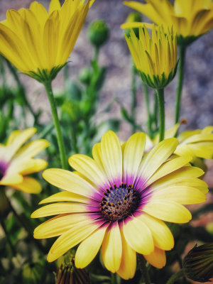 Yellow Flowers