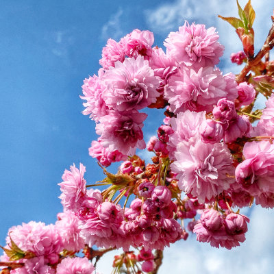 Pink Spring Blossom