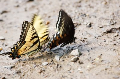 Male Eastern Tiger and Spicebush Swallowtails “Puddling.”