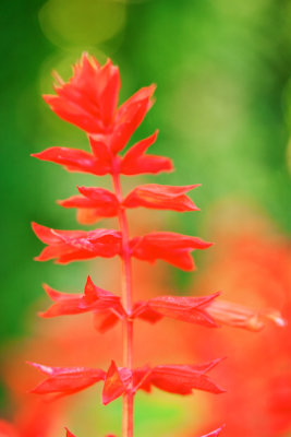 Garden Flower in Spring