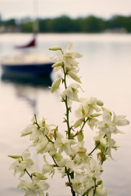 Sailboat on a Calm Lake