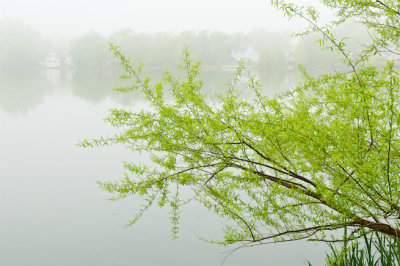 Fog on a Lake in Early Spring