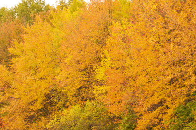 Autumn Colors