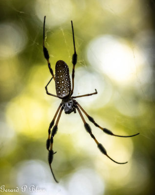 bug (5).jpg