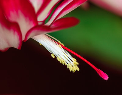 Christmas Cactus 