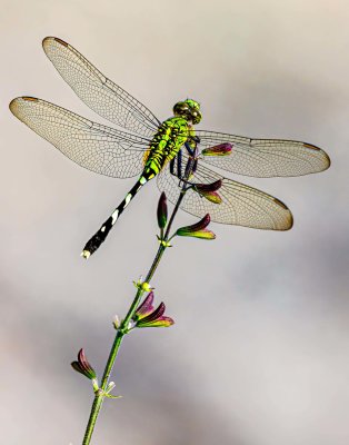 Green Darner