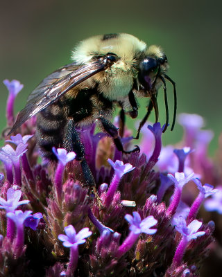 Fuzzy Bee