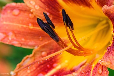 Day Lilly in the Rain