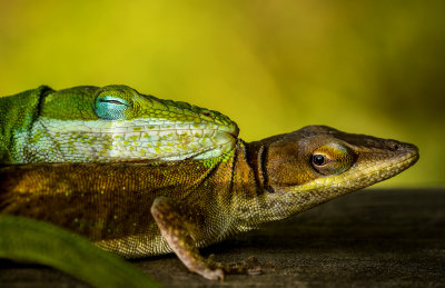 Anole Love