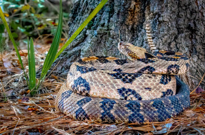 Canebrake!
