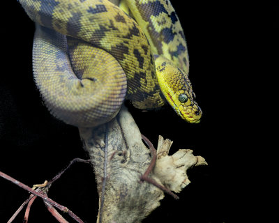 Snake On a Limb
