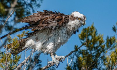 All Fluffed Up