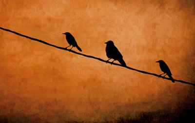 Birds on a Wire