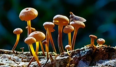 A Tiny Mushroom Forest