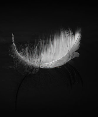 Feather Floating Down the River