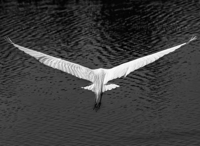 Avian Flight