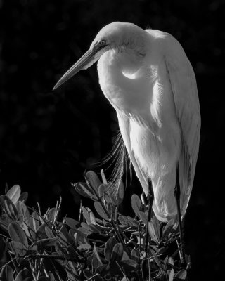 Elegant Egret