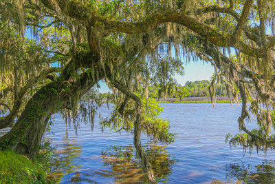 Along the Ashley River